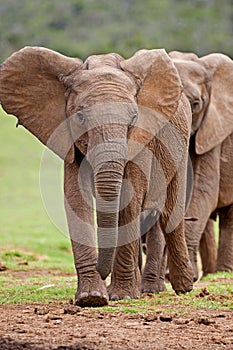 Elephant Creche