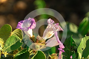 Elephant Creeper flower or Wooly Morning Glory, Morning Glory ,woolly morning glory With green leaves and perennial climbing vine