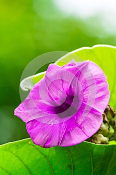 Elephant creeper flowers blooming in beauty cozy home flower garden on summer