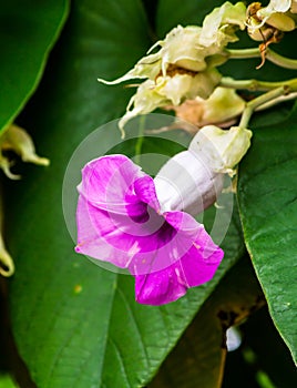 Elephant creeper flowers blooming in beauty cozy home flower garden on summer