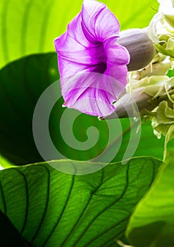 Elephant creeper flowers blooming in beauty cozy home flower garden on summer