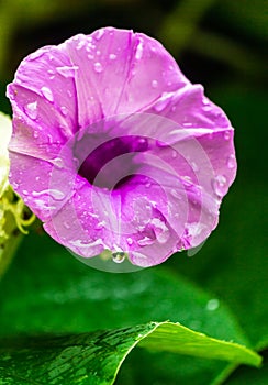 Elephant creeper flowers blooming in beauty cozy home flower garden on summer