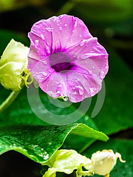 Elephant creeper flowers blooming in beauty cozy home flower garden on summer