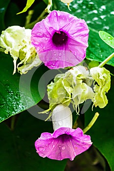 Elephant creeper flowers blooming in beauty cozy home flower garden on summer