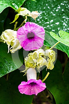 Elephant creeper flowers blooming in beauty cozy home flower garden on summer