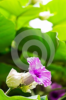 Elephant creeper flowers blooming in beauty cozy home flower garden on summer