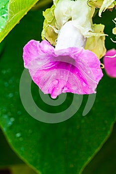 Elephant creeper flowers blooming in beauty cozy home flower garden on summer