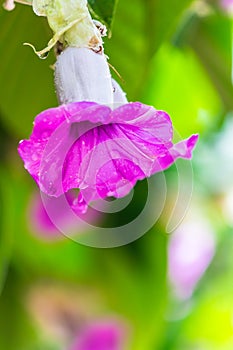 Elephant creeper flowers blooming in beauty cozy home flower garden on summer