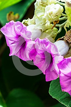 Elephant creeper flowers blooming in beauty cozy home flower garden on summer