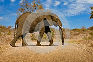 Elephant crossing