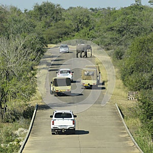 Elephant crossing and blocking road in safari park