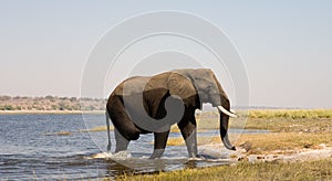 Elephant crossing river