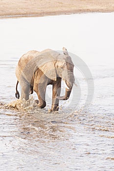 An Elephant crossing a river in south luangwa , zambia