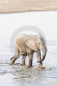 An Elephant crossing a river in south luangwa , zambia