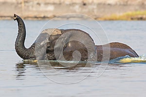 Elephant crossing river with trunk out of water