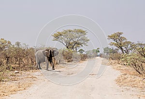 Elephant Crossing Road
