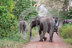 Elephant crossing the road