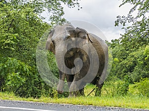 Elephant crossing the road in Srilanka