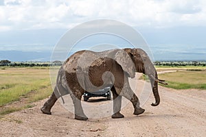 An elephant crossing road to an off road vehicle during a safari in Africa