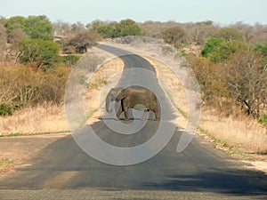Elephant crossing street