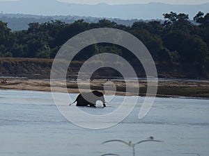 Elephant crossing zambezi Zambia safari Africa nature wildlife