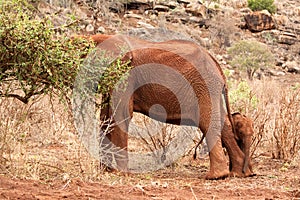 Elephant cub