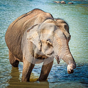 Elephant cub bathing