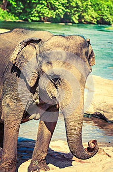 Elephant cub bathing in a river.