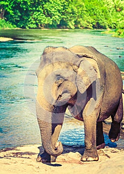 Elephant cub bathing in a river.