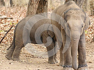 Elephant cubs at play