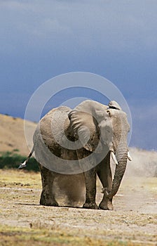 ELEPHANT D`AFRIQUE loxodonta africana