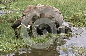 ELEPHANT D`AFRIQUE loxodonta africana