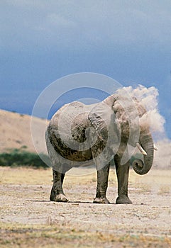 ELEPHANT D`AFRIQUE loxodonta africana