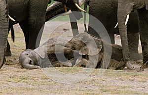 ELEPHANT D`AFRIQUE loxodonta africana