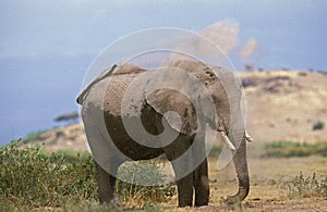 ELEPHANT D`AFRIQUE loxodonta africana