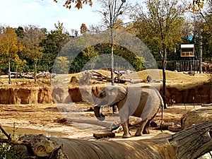 Elephant in Dallas zoo