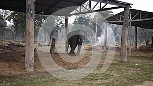 Elephant dance in Nepal preservation center