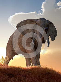 Elephant at Dawn