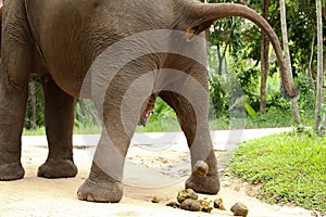 Elephant defecating