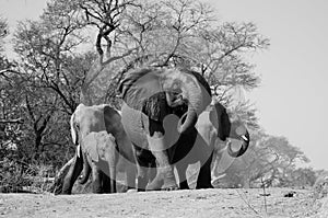 Elephant defensive huddle