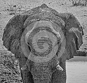 Elephant Detail