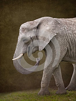 Perfect Elephant on solid background