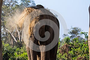 Elephant With Dirt and Debris On Itself