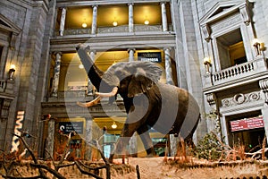 Elephant on display at Smithsonian Museum.
