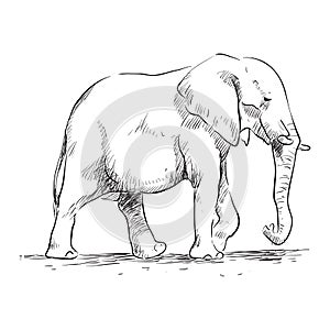 Elephant Drawing