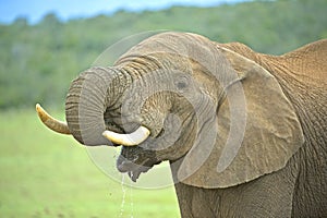An elephant dribbles water drinking