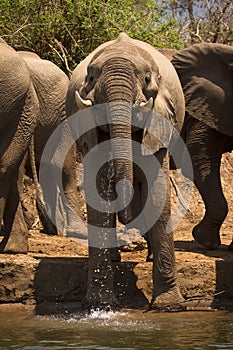 Elephant drinking