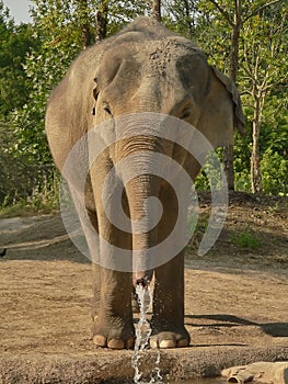 Un elefante bebiendo 