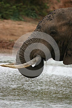 Elephant drinking