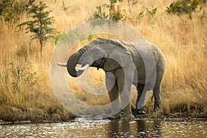 Un elefante bebiendo 